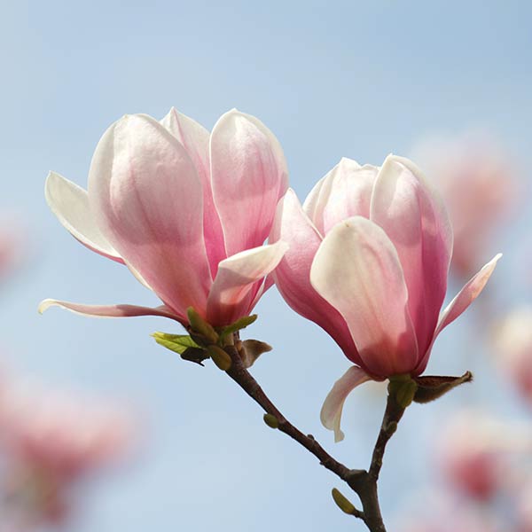 magnolienextrakt