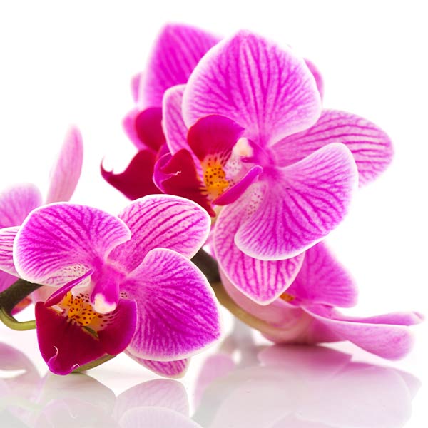 orchideenextrakt