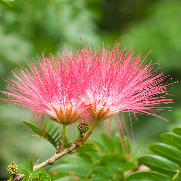 Persian Silk Tree Ingredients Library