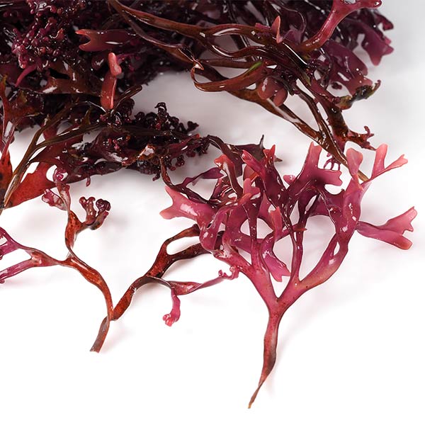 Red algae extract has a firming effect