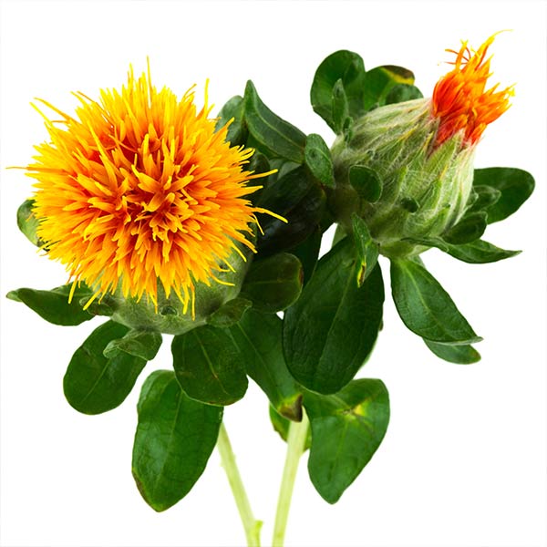 Safflower Oil  INGREDIENTS LIBRARY