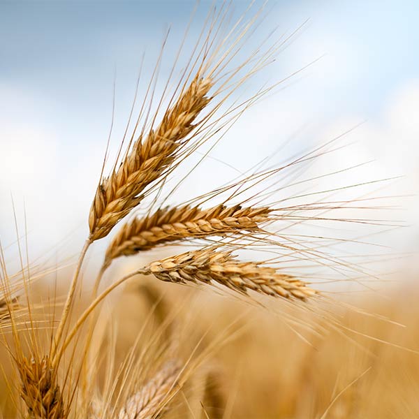 Wheat extract in skincare