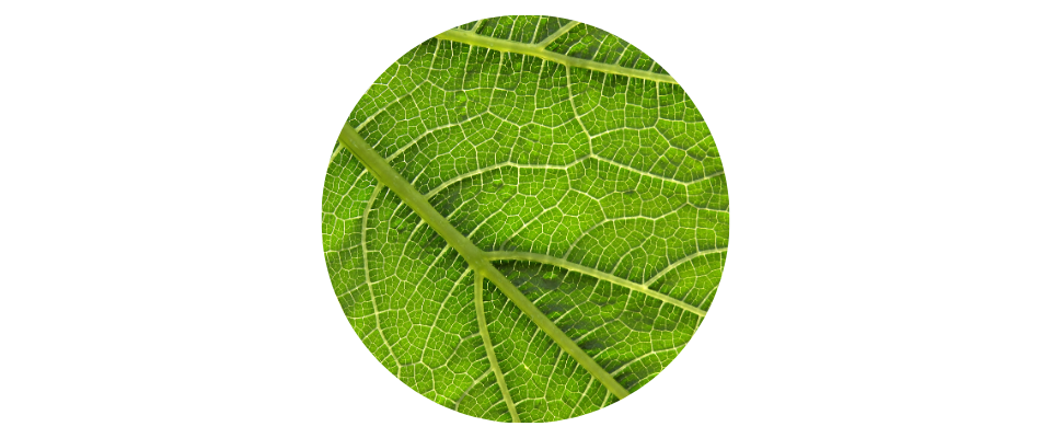 Wirkstoff – Unreine Haut Pflegeroutine Bioflavonoide