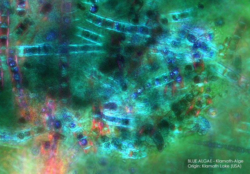 Active ingredient blue algae