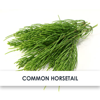 Common Horsetail Skincare Benefits