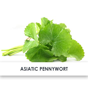 Active Ingredient Asiatic Pennywort