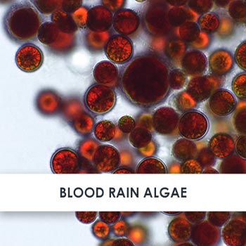 Blood Rain Algae Skincare Benefits