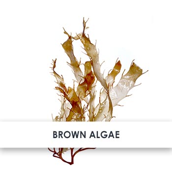 Brown Algae Skincare Benefits