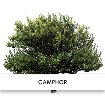 Camphor Skincare Benefits