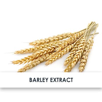 Active Ingredient Barley Extract