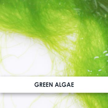 Green Algae Skincare Benefits
