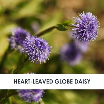 Heart-leaved Globe Daisy Skincare Benefits