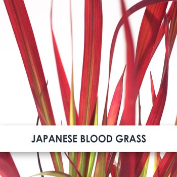 Japanese Blood Grass Skincare Benefits