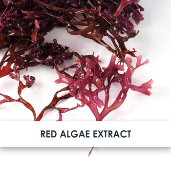Red Algae Extract Skincare Benefits