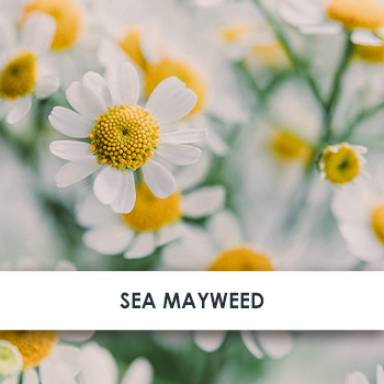 Seegras Sea Chamomile Skincare Benefits