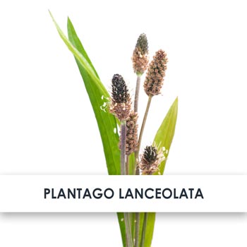 Plantago Lanceolata Skincare Benefits