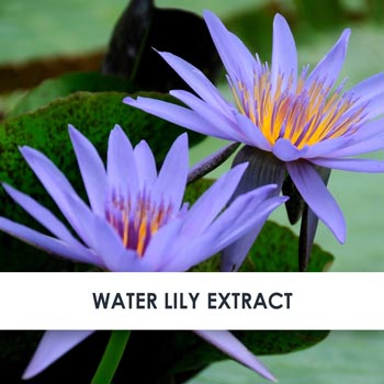 Water Lily Skincare Benefits
