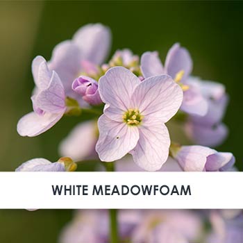 Meadowfoam Seed Oil Skincare Benefits