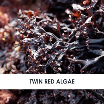 Twin Red Algae Skincare Benefits