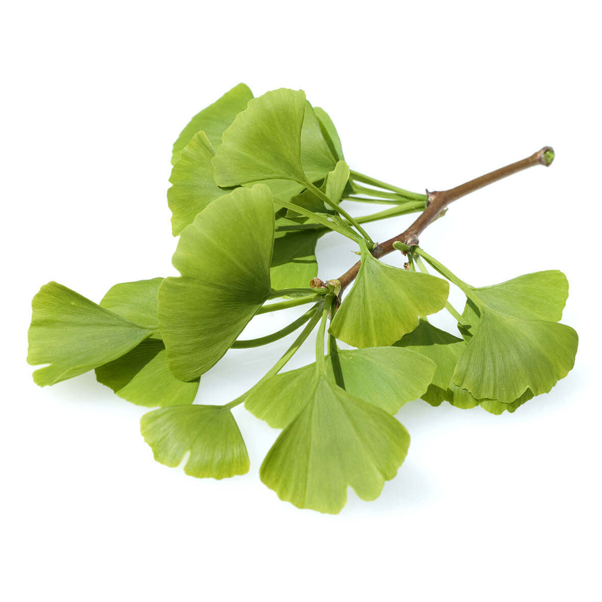 ginkgoextrakt