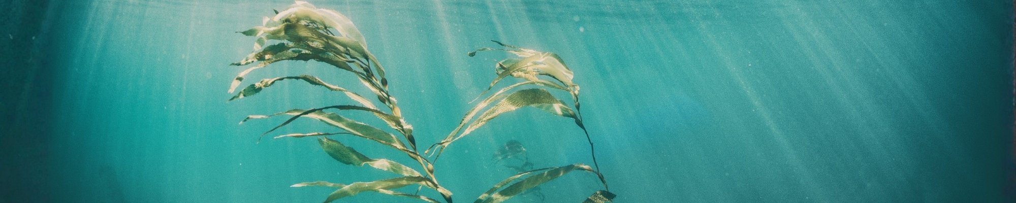Vegan skincare Marine cosmetics – vegan and cruelty-free