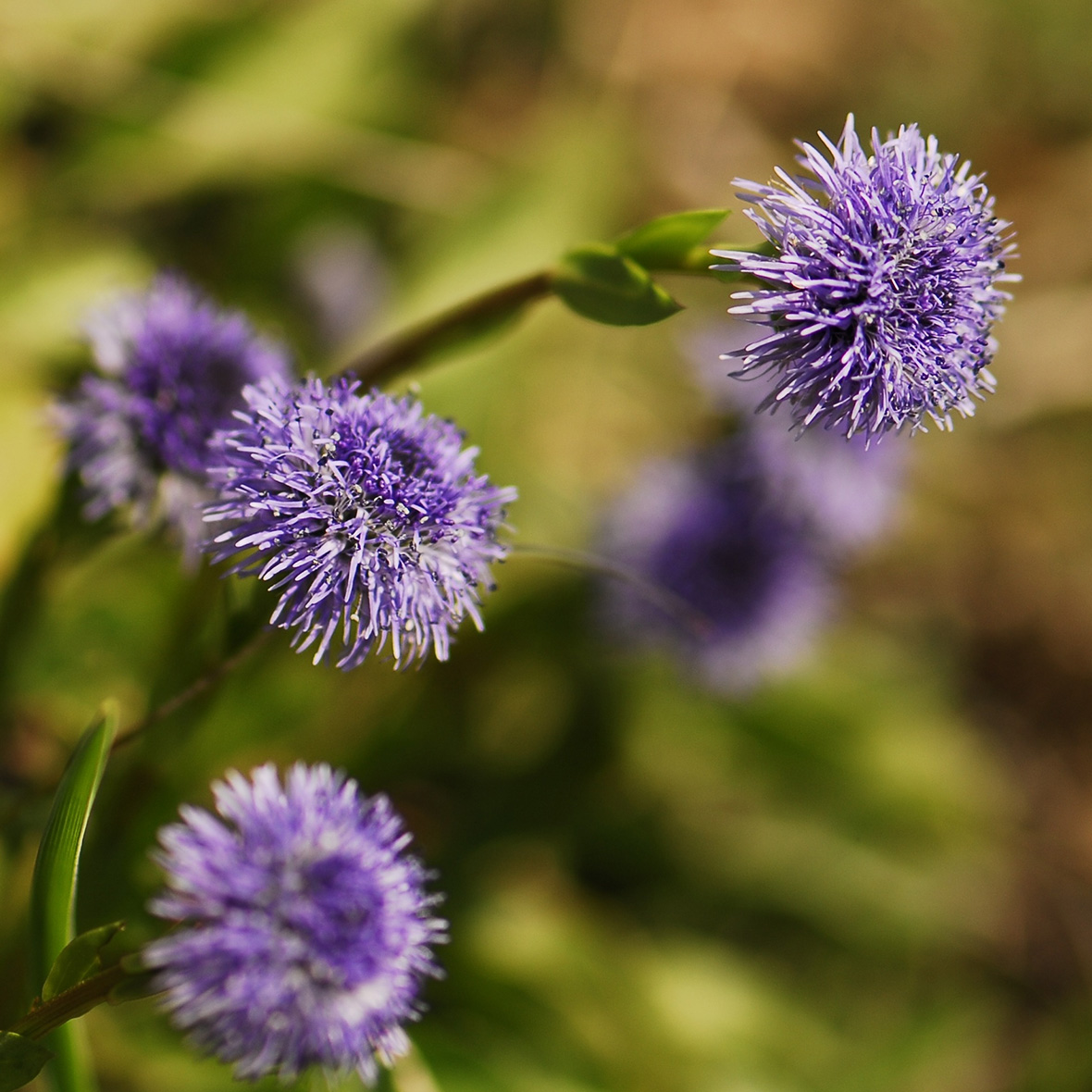 Herzblättrige Alpenkugelblume