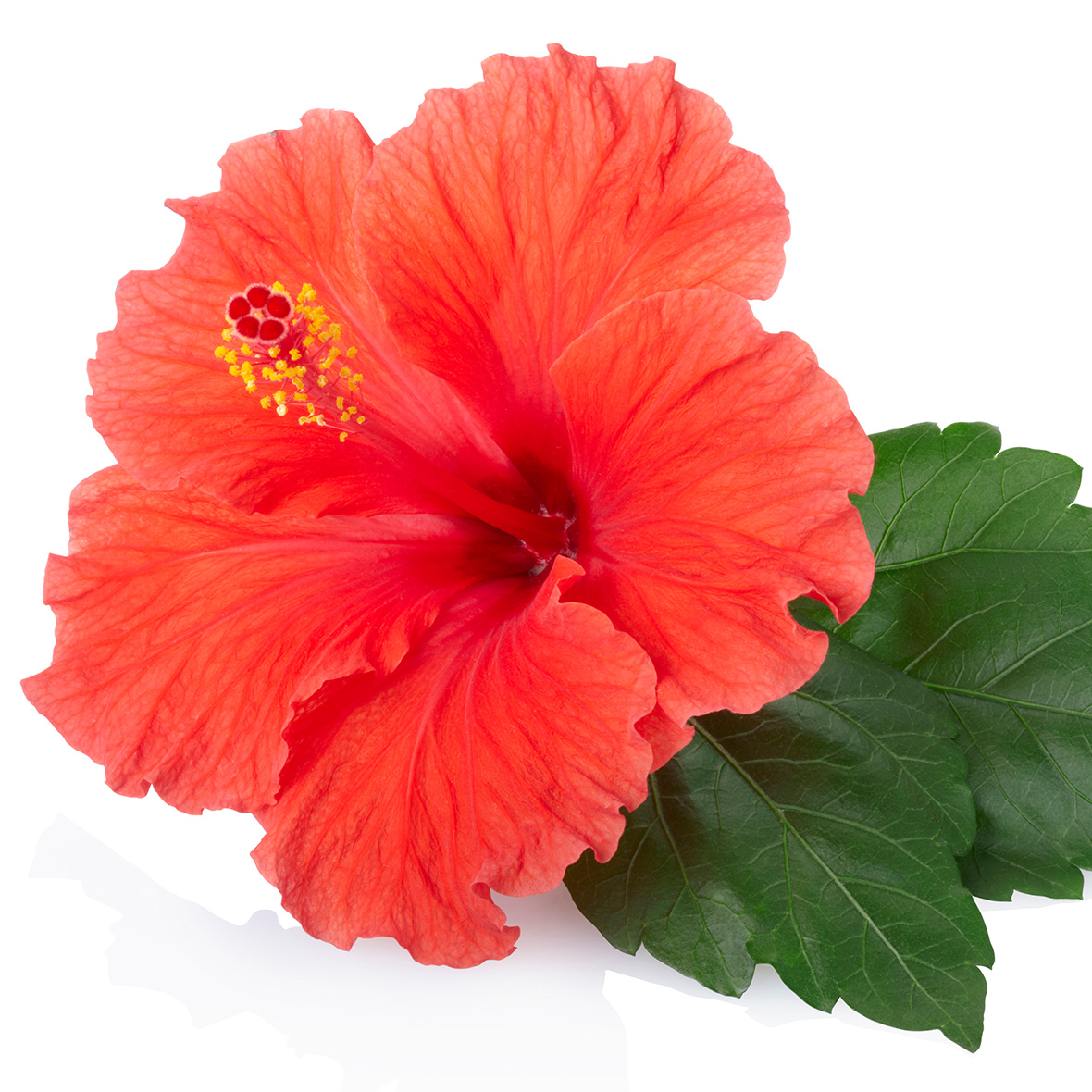 hibiskusextrakt