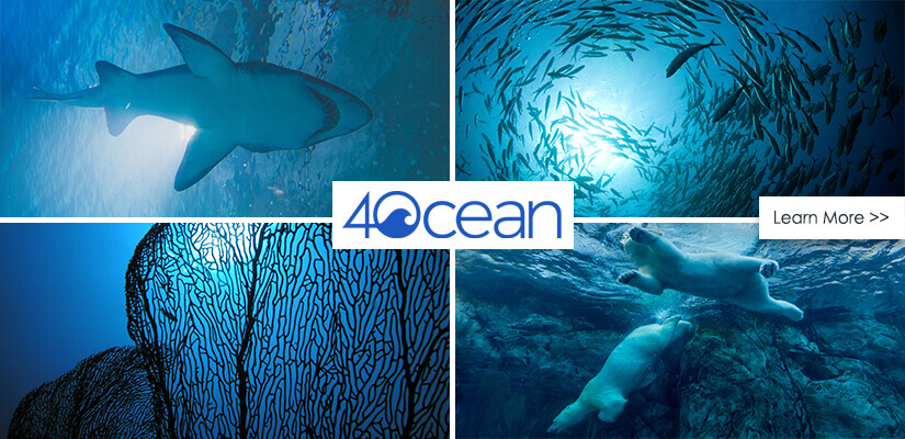 Bracelets for a good cause, fighting ocean pollution 