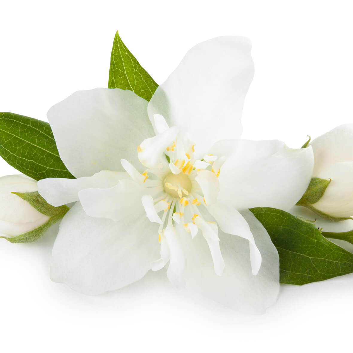 Wirkstoff jasminextrakt jasminextrakt