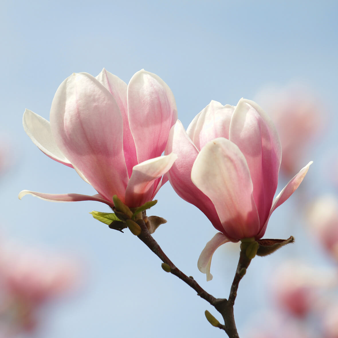 wirkstoff magnolienextrakt magnolienextrakt