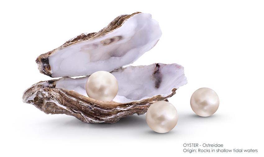 Active Ingredient Oyster