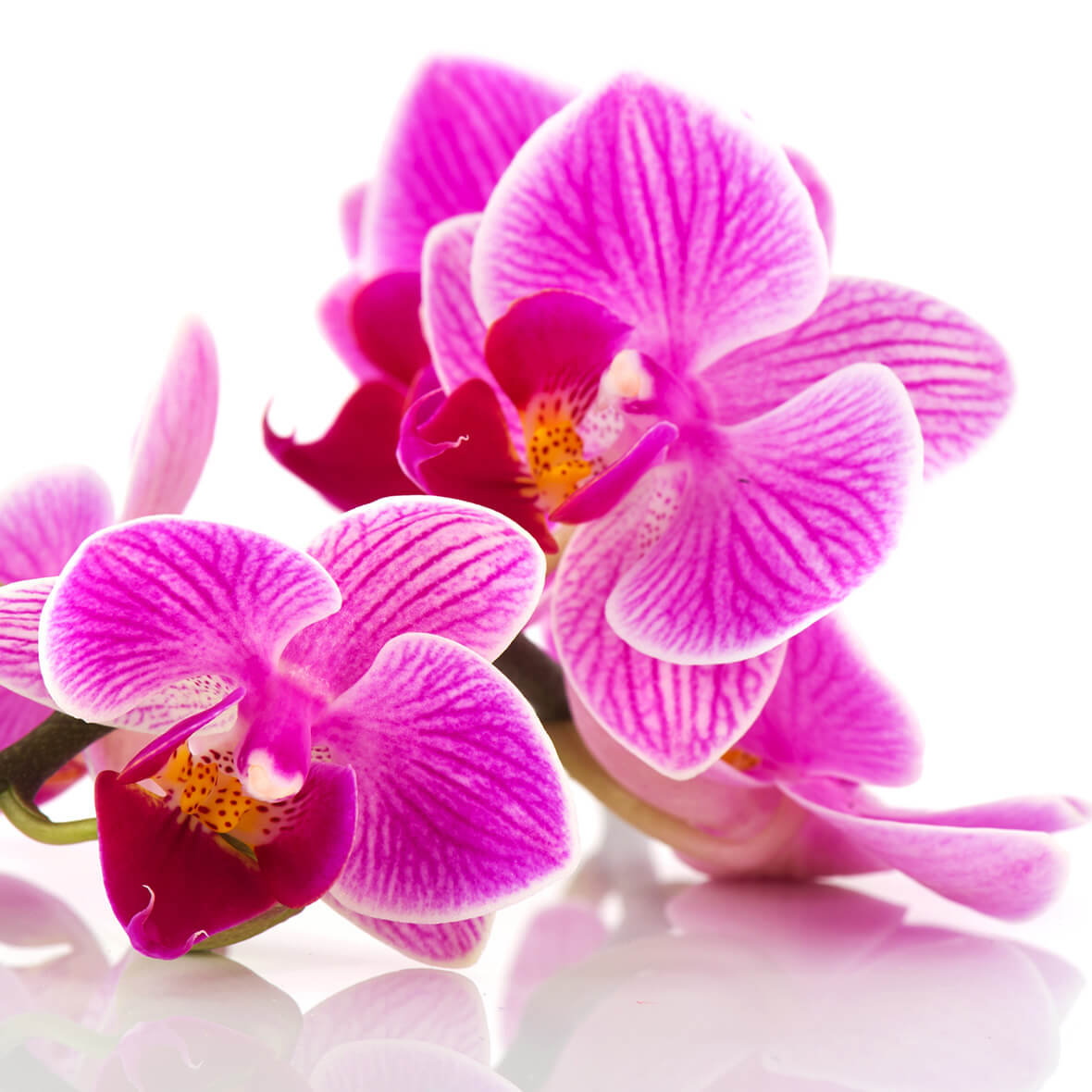 Wirkstoff orchideenextrakt orchideenextrakt