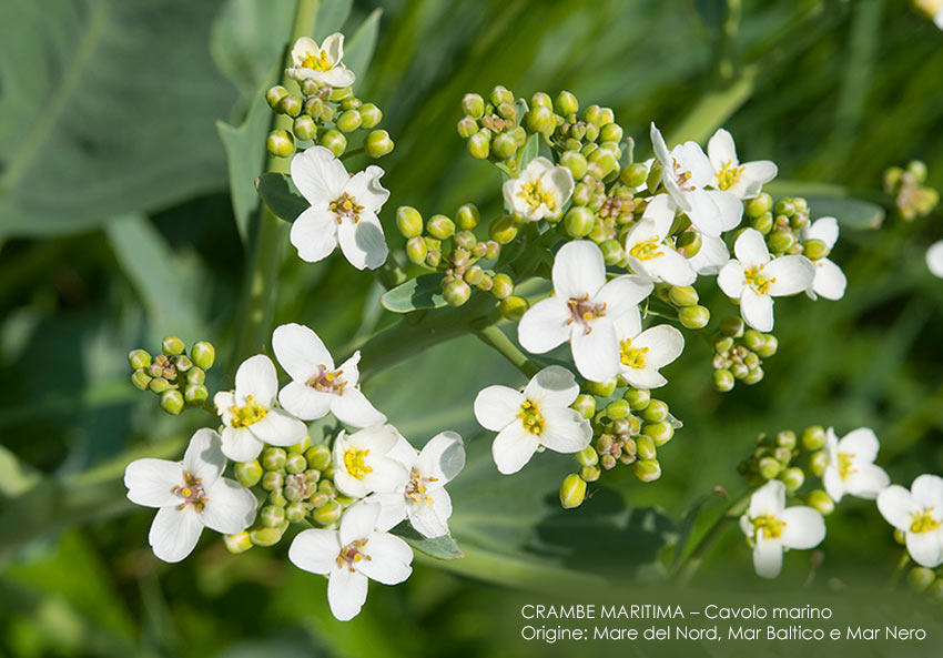 Crambe Maritima Crambe Maritima