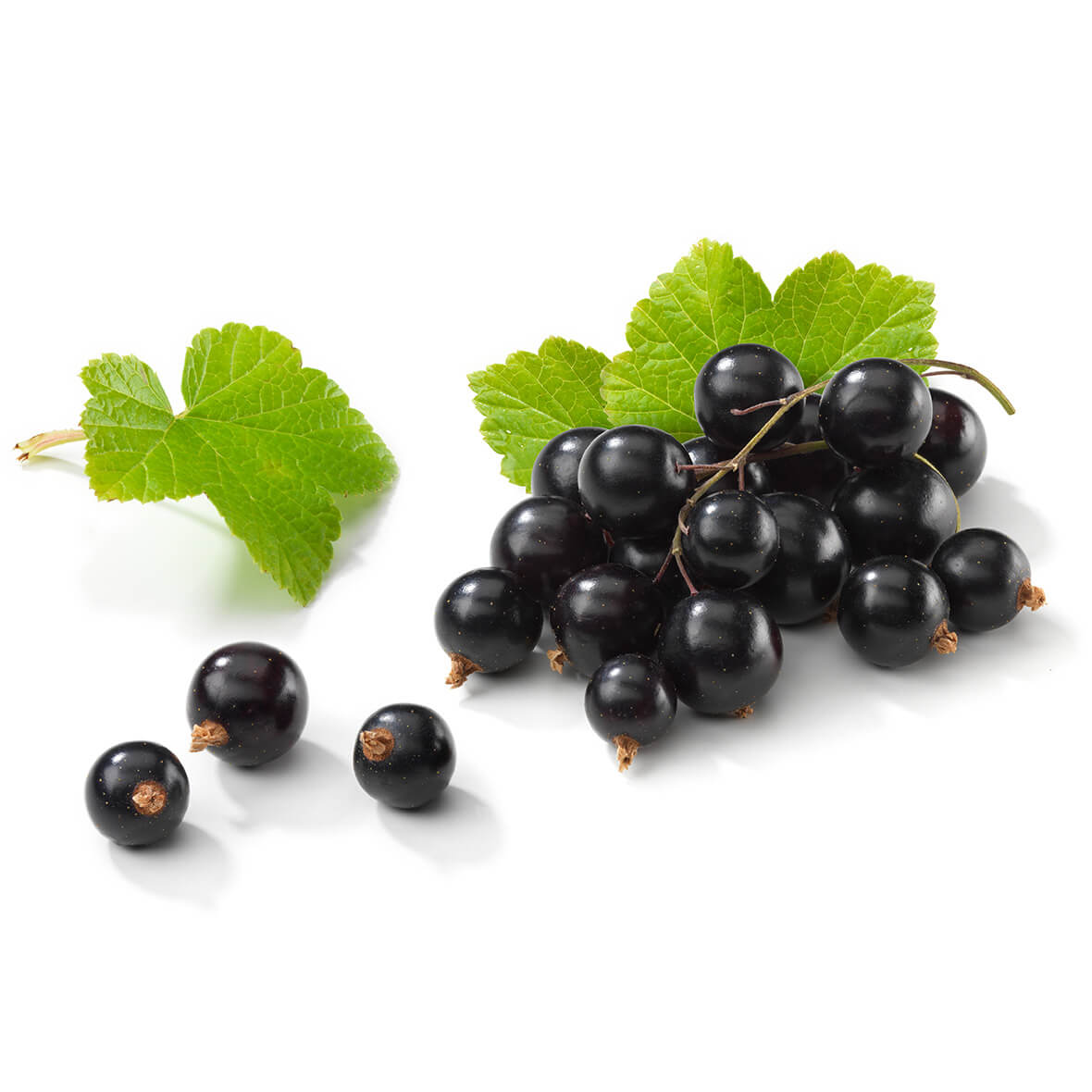 Schwarze Johannisbeere das sollten Sie wissen!