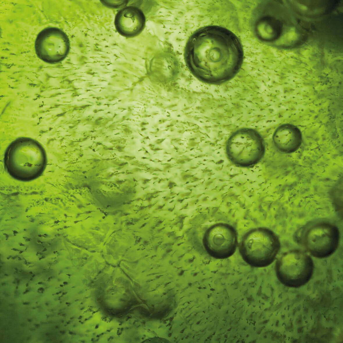 Wirkstoff spirulina spirulina