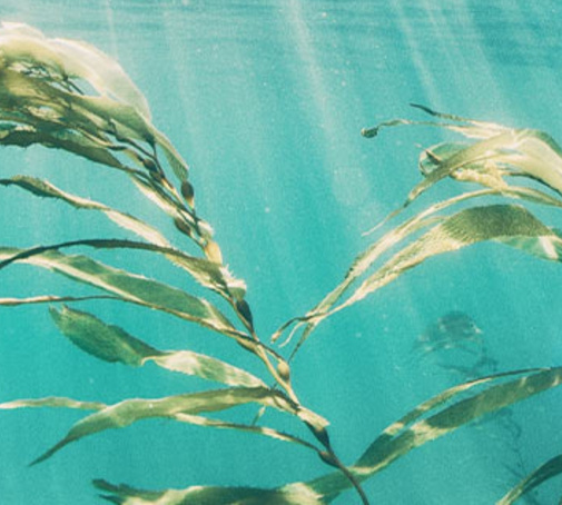 Vegan skincare for all skin types