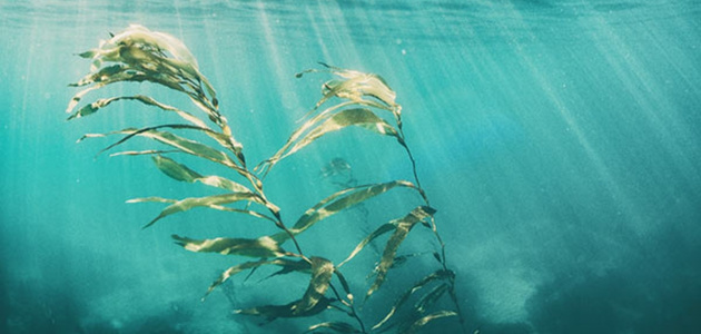 Vegan skincare for all skin types