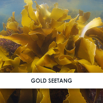 Wirkstoff Gold-Seetang