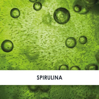 Wirkstoff Spirulina