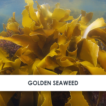 Golden Kelp Wirkstoff Golden Kelp