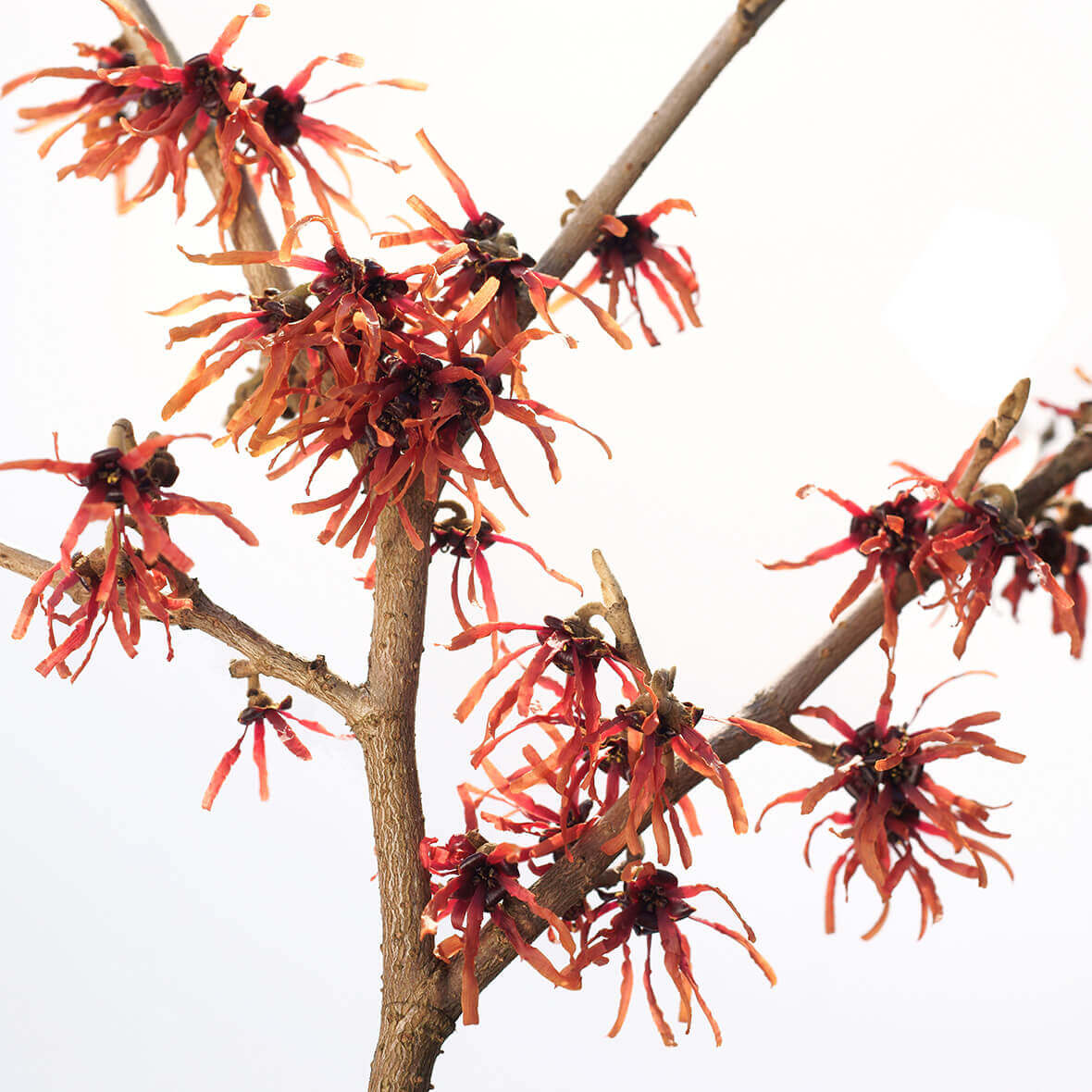 Hamamelis Zaubernuss – wundheilend, beruhigend und adstringierend