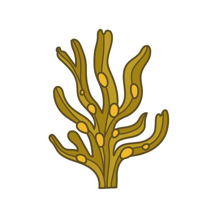 Fucus vesiculosus Wirkung Braunalgen Inhaltsstoffe