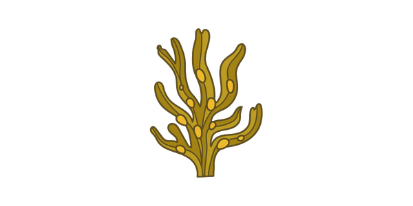 Fucus vesiculosus Wirkung Braunalgen Inhaltsstoffe