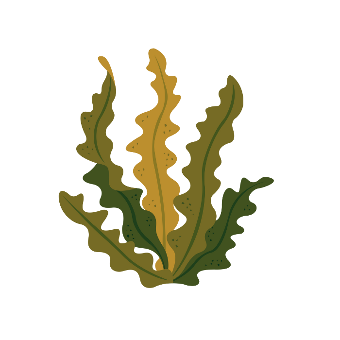 Macrocystis pyrifera Wirkung Braun Algen