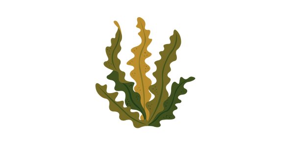 Macrocystis pyrifera Wirkung Braun Algen