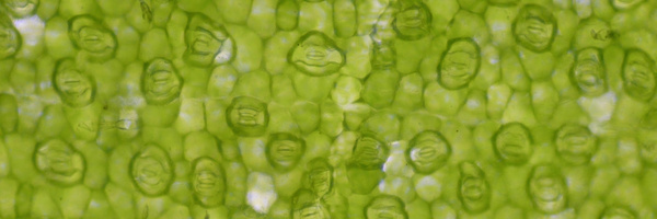 Wirkung von Chlorophyll Grünalgen in der Kosmetik