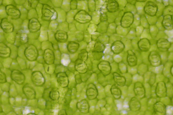 Wirkung von Chlorophyll Grünalgen in der Kosmetik