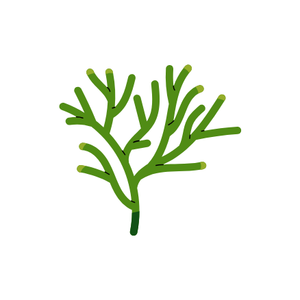 Codium tomentosum Wirkung Grünalge Meersalat