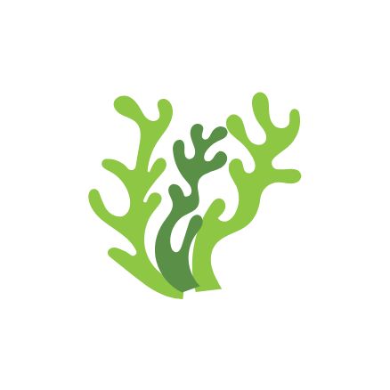 Enteromorpha compressa Wirkung Algen grün