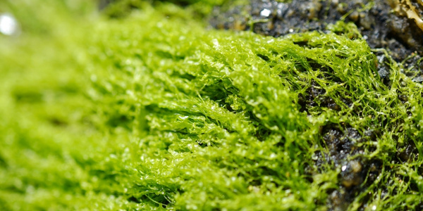 Grünalgen Verwendung Grünalge Meerwasser